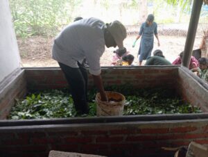Vermiculture